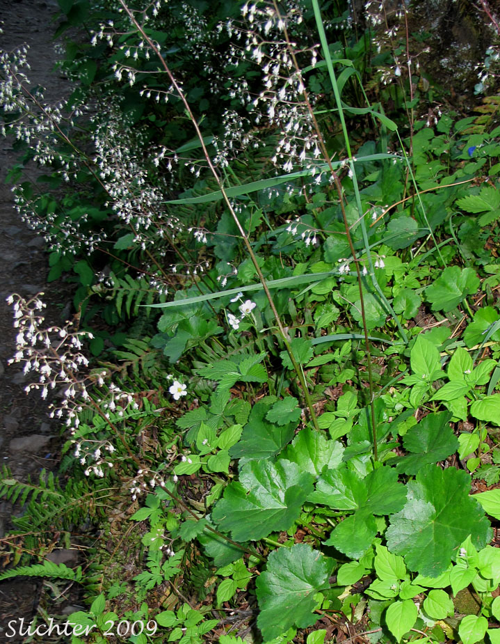 Crevice Alumroot, Smallflower Alumroot, Small-flowered Alumroot: Heuchera micrantha var. micrantha