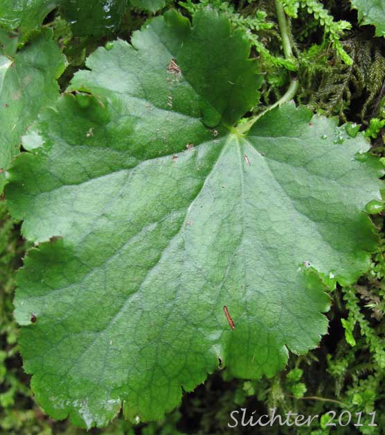 Dorsal leaf surface of Crevice Alumroot, Smallflower Alumroot, Small-flowered Alumroot: Heuchera micrantha var. micrantha