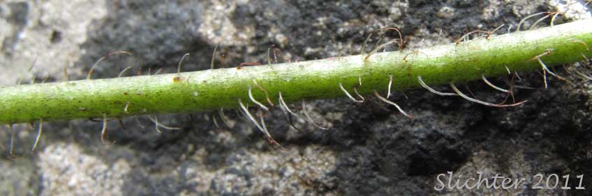 Hairy leaf petiole of Crevice Alumroot, Smallflower Alumroot, Small-flowered Alumroot: Heuchera micrantha var. micrantha