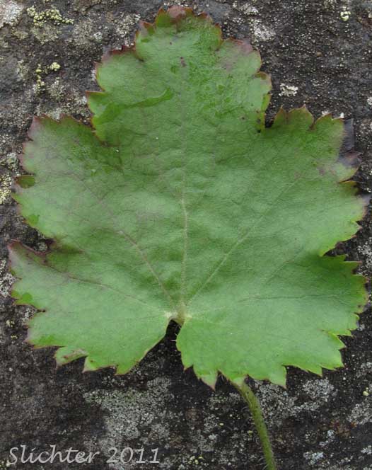 The dorsal leaf surface of Crevice Alumroot, Smallflower Alumroot, Small-flowered Alumroot: Heuchera micrantha var. micrantha
