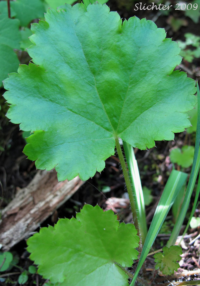 Basal leaf of Crevice Alumroot, Smallflower Alumroot, Small-flowered Alumroot: Heuchera micrantha var. micrantha