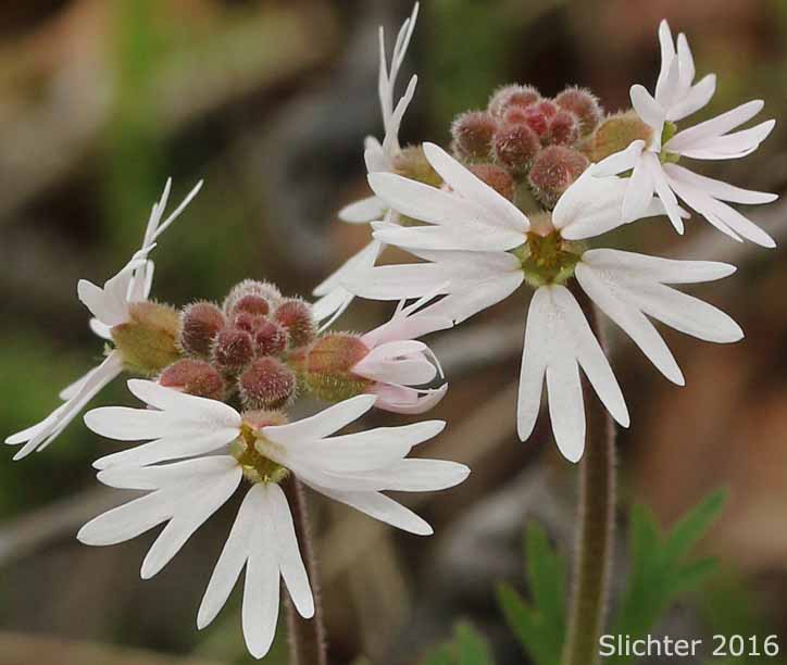 Flowers of Small-flowered Prairie Star, Small-flowered Woodland-star: Lithophragma parviflorum var. parviflorum (Synonyms: Lithophragma parviflora, Lithophragma parviflorum)