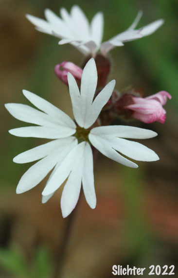 Small-flowered Prairie Star, Small-flowered Woodland-star: Lithophragma parviflorum var. parviflorum (Synonyms: Lithophragma parviflora, Lithophragma parviflorum)