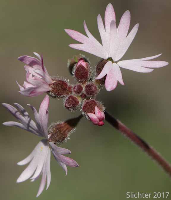 Inflorescence of Small-flowered Prairie Star, Small-flowered Woodland-star: Lithophragma parviflorum var. parviflorum (Synonyms: Lithophragma parviflora, Lithophragma parviflorum)
