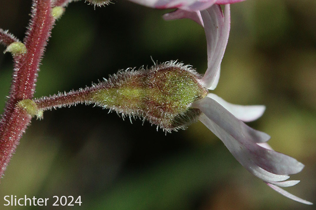 Long-tapered calyx of Small-flowered Prairie Star, Small-flowered Woodland-star: Lithophragma parviflorum var. parviflorum (Synonyms: Lithophragma parviflora, Lithophragma parviflorum)