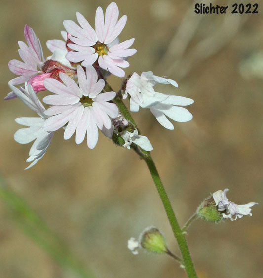 Small-flowered Prairie Star, Small-flowered Woodland-star: Lithophragma parviflorum var. parviflorum (Synonyms: Lithophragma parviflora, Lithophragma parviflorum)