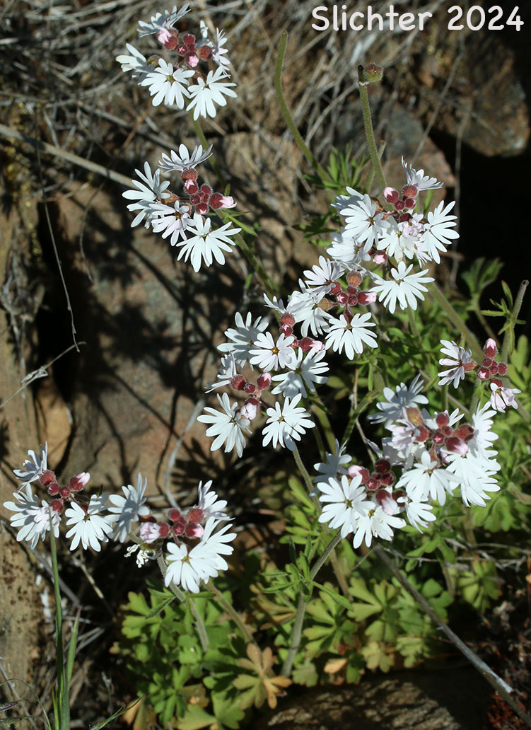 Small-flowered Prairie Star, Small-flowered Woodland-star: Lithophragma parviflorum var. parviflorum (Synonyms: Lithophragma parviflora, Lithophragma parviflorum)