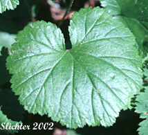 Leaf of Brewer's Bishops Cap, Brewer's Mitrewort, Feathery Bishop's-cap, Feathery Mitrewort: Pectiantia breweri (Synonyms: Brewerimitella breweri, Mitella breweri)