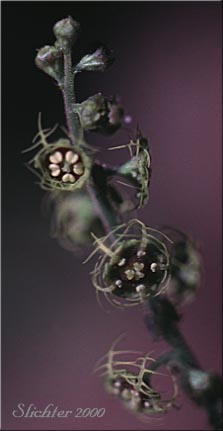 Alpine Mitrewort, Five-stamen Bishop's-cap, Fivestamen Mitrewort, Five-stamen Mitrewort: Pectiantia pentandra (Synonym: Mitella pentandra)