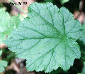 Leaf of Alpine Mitrewort, Five-stamen Bishop's-cap, Fivestamen Mitrewort, Five-stamen Mitrewort: Pectiantia pentandra (Synonym: Mitella pentandra)