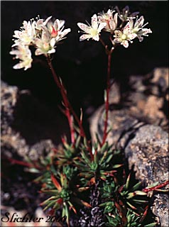 MMatted Saxifrage, Spotted Saxifrage: Saxifraga austromontana (Synonyms: Ciliaria austromontana, Saxifraga austromontana, Saxifraga broncialis ssp. austromontana, Saxifraga bronchialis var. austromontana)