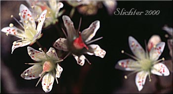 Flowers of Matted Saxifrage, Spotted Saxifrage: Saxifraga austromontana (Synonyms: Ciliaria austromontana, Saxifraga austromontana, Saxifraga broncialis ssp. austromontana, Saxifraga bronchialis var. austromontana)