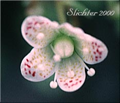Flower of Matted Saxifrage, Spotted Saxifrage: Saxifraga austromontana (Synonyms: Ciliaria austromontana, Saxifraga austromontana, Saxifraga broncialis ssp. austromontana, Saxifraga bronchialis var. austromontana)