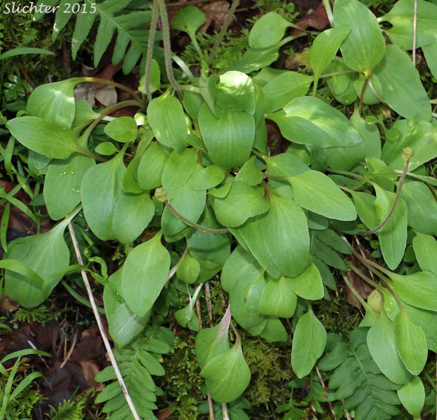 Brittle-leaved Saxifrage, Fleshy-leaved Saxifrage, Peak Saxifrage, Swamp Saxifrage: Micranthes fragosa (Synonyms: Saxifraga claytoniifolia, Saxifraga fragosa, Saxifraga fragosa ssp. claytoniaefolia, Saxifraga fragosa ssp. claytoniifolia, Saxifraga fragosa var. fragosa, Saxifraga integrifolia var. claytoniaefolia, Saxifraga integrifolia var. claytoniifolia, Saxifraga nidifica, Saxifraga nidifica var. claytoniifolia)