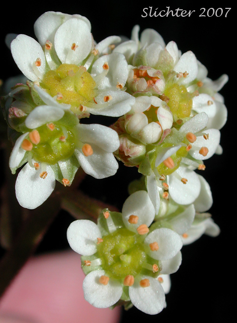Close-up of the inflorescence of Brittle-leaved Saxifrage, Fleshy-leaved Saxifrage, Peak Saxifrage, Swamp Saxifrage: Saxifraga nidifica var. claytoniifolia (Synonyms: Micranthes fragosa, Saxifraga claytoniifolia, Saxifraga fragosa, Saxifraga fragosa ssp. claytoniaefolia, Saxifraga fragosa ssp. claytoniifolia, Saxifraga fragosa var. fragosa, Saxifraga integrifolia var. claytoniaefolia, Saxifraga integrifolia var. claytoniifolia, Saxifraga nidifica)