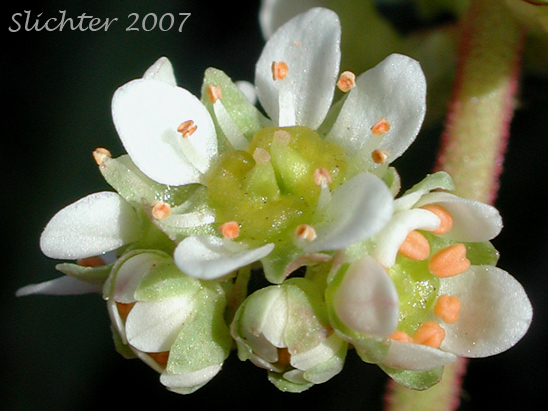 Close-up of the flowers of Brittle-leaved Saxifrage, Fleshy-leaved Saxifrage, Peak Saxifrage, Swamp Saxifrage: Saxifraga nidifica var. claytoniifolia (Synonyms: Micranthes fragosa, Saxifraga claytoniifolia, Saxifraga fragosa, Saxifraga fragosa ssp. claytoniaefolia, Saxifraga fragosa ssp. claytoniifolia, Saxifraga fragosa var. fragosa, Saxifraga integrifolia var. claytoniaefolia, Saxifraga integrifolia var. claytoniifolia, Saxifraga nidifica)