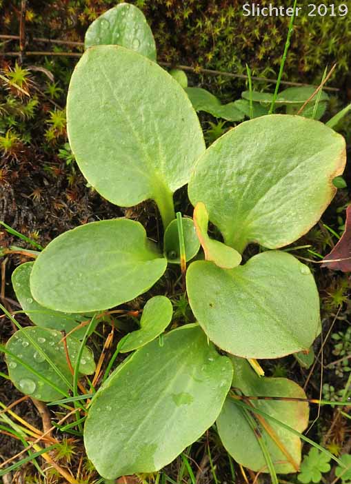 Basal leaves of Brittle-leaved Saxifrage, Fleshy-leaved Saxifrage, Peak Saxifrage, Swamp Saxifrage: Micranthes fragosa (Synonyms: Saxifraga claytoniifolia, Saxifraga fragosa, Saxifraga fragosa ssp. claytoniaefolia, Saxifraga fragosa ssp. claytoniifolia, Saxifraga fragosa var. fragosa, Saxifraga integrifolia var. claytoniaefolia, Saxifraga integrifolia var. claytoniifolia, Saxifraga nidifica, Saxifraga nidifica var. claytoniifolia)