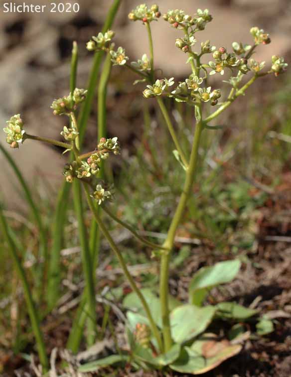 Brittle-leaved Saxifrage, Fleshy-leaved Saxifrage, Peak Saxifrage, Swamp Saxifrage: Micranthes fragosa (Synonyms: Saxifraga claytoniifolia, Saxifraga fragosa, Saxifraga fragosa ssp. claytoniaefolia, Saxifraga fragosa ssp. claytoniifolia, Saxifraga fragosa var. fragosa, Saxifraga integrifolia var. claytoniaefolia, Saxifraga integrifolia var. claytoniifolia, Saxifraga nidifica, Saxifraga nidifica var. claytoniifolia)