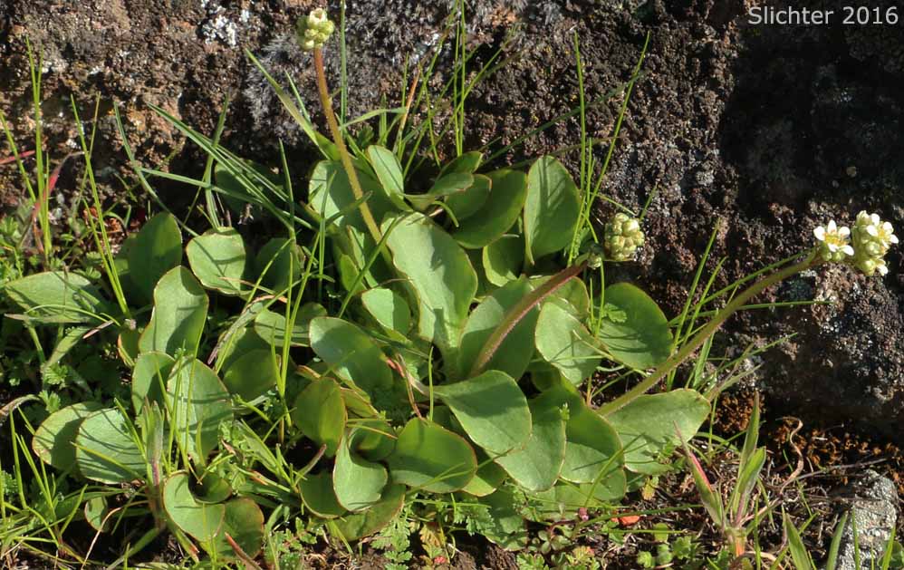 Brittle-leaved Saxifrage, Fleshy-leaved Saxifrage, Peak Saxifrage, Swamp Saxifrage: Micranthes fragosa (Synonyms: Saxifraga claytoniifolia, Saxifraga fragosa, Saxifraga fragosa ssp. claytoniaefolia, Saxifraga fragosa ssp. claytoniifolia, Saxifraga fragosa var. fragosa, Saxifraga integrifolia var. claytoniaefolia, Saxifraga integrifolia var. claytoniifolia, Saxifraga nidifica, Saxifraga nidifica var. claytoniifolia)