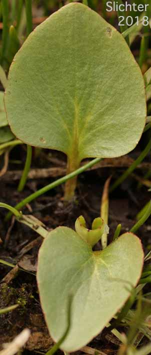 Basal leaf of Brittle-leaved Saxifrage, Fleshy-leaved Saxifrage, Peak Saxifrage, Swamp Saxifrage: Micranthes fragosa (Synonyms: Saxifraga claytoniifolia, Saxifraga fragosa, Saxifraga fragosa ssp. claytoniaefolia, Saxifraga fragosa ssp. claytoniifolia, Saxifraga fragosa var. fragosa, Saxifraga integrifolia var. claytoniaefolia, Saxifraga integrifolia var. claytoniifolia, Saxifraga nidifica, Saxifraga nidifica var. claytoniifolia)