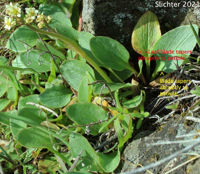 Basal leaves of Brittle-leaved Saxifrage, Fleshy-leaved Saxifrage, Peak Saxifrage, Swamp Saxifrage: Micranthes fragosa (Synonyms: Saxifraga claytoniifolia, Saxifraga fragosa, Saxifraga fragosa ssp. claytoniaefolia, Saxifraga fragosa ssp. claytoniifolia, Saxifraga fragosa var. fragosa, Saxifraga integrifolia var. claytoniaefolia, Saxifraga integrifolia var. claytoniifolia, Saxifraga nidifica, Saxifraga nidifica var. claytoniifolia)
