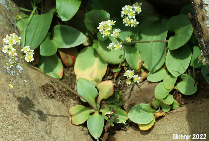 Brittle-leaved Saxifrage, Fleshy-leaved Saxifrage, Peak Saxifrage, Swamp Saxifrage: Micranthes fragosa (Synonyms: Saxifraga claytoniifolia, Saxifraga fragosa, Saxifraga fragosa ssp. claytoniaefolia, Saxifraga fragosa ssp. claytoniifolia, Saxifraga fragosa var. fragosa, Saxifraga integrifolia var. claytoniaefolia, Saxifraga integrifolia var. claytoniifolia, Saxifraga nidifica, Saxifraga nidifica var. claytoniifolia)