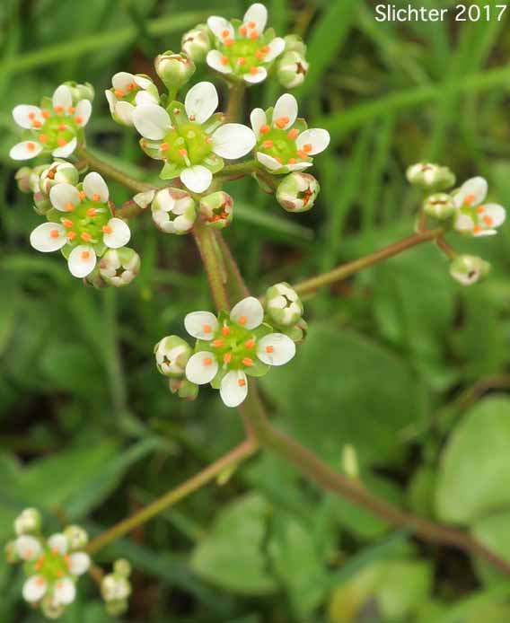 Inflorescence of Brittle-leaved Saxifrage, Fleshy-leaved Saxifrage, Peak Saxifrage, Swamp Saxifrage: Micranthes fragosa (Synonyms: Saxifraga claytoniifolia, Saxifraga fragosa, Saxifraga fragosa ssp. claytoniaefolia, Saxifraga fragosa ssp. claytoniifolia, Saxifraga fragosa var. fragosa, Saxifraga integrifolia var. claytoniaefolia, Saxifraga integrifolia var. claytoniifolia, Saxifraga nidifica, Saxifraga nidifica var. claytoniifolia)