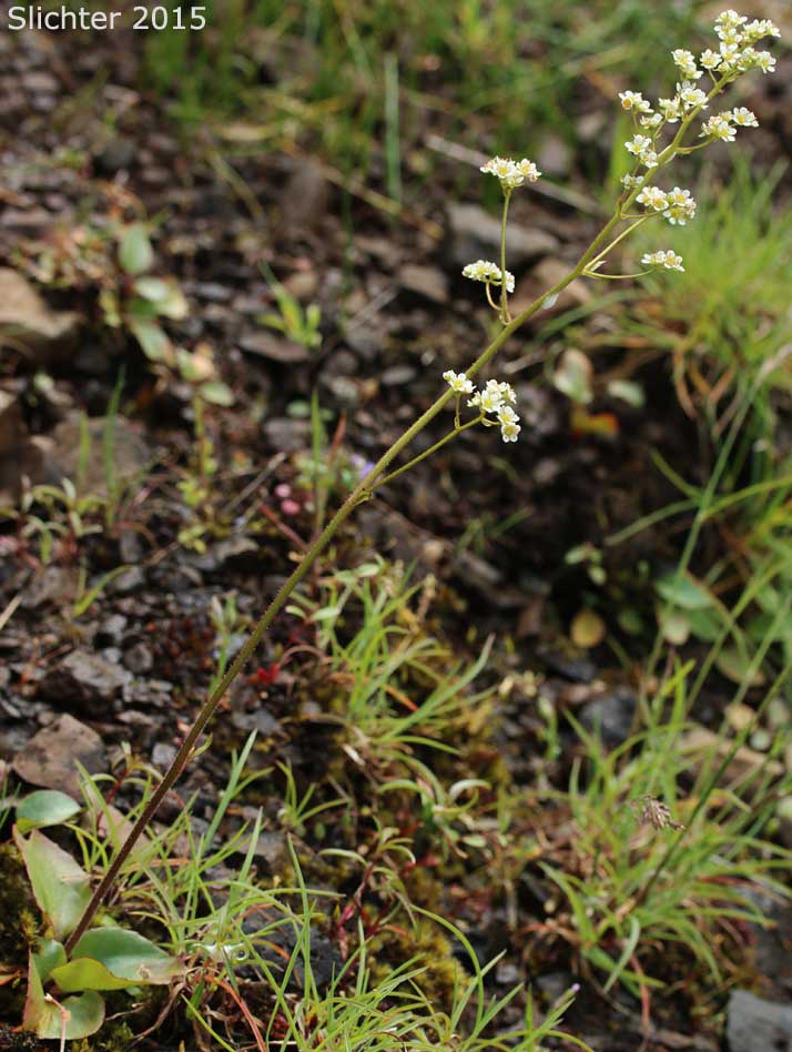 Brittle-leaved Saxifrage, Fleshy-leaved Saxifrage, Peak Saxifrage, Swamp Saxifrage: Micranthes fragosa (Synonyms: Saxifraga claytoniifolia, Saxifraga fragosa, Saxifraga fragosa ssp. claytoniaefolia, Saxifraga fragosa ssp. claytoniifolia, Saxifraga fragosa var. fragosa, Saxifraga integrifolia var. claytoniaefolia, Saxifraga integrifolia var. claytoniifolia, Saxifraga nidifica, Saxifraga nidifica var. claytoniifolia)
