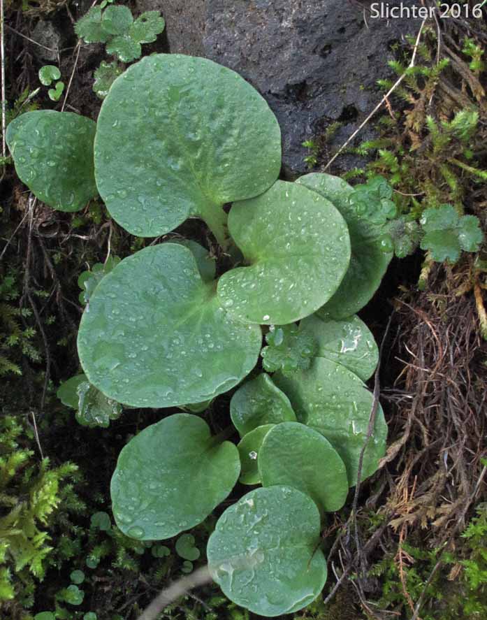 Brittle-leaved Saxifrage, Fleshy-leaved Saxifrage, Peak Saxifrage, Swamp Saxifrage: Micranthes fragosa (Synonyms: Saxifraga claytoniifolia, Saxifraga fragosa, Saxifraga fragosa ssp. claytoniaefolia, Saxifraga fragosa ssp. claytoniifolia, Saxifraga fragosa var. fragosa, Saxifraga integrifolia var. claytoniaefolia, Saxifraga integrifolia var. claytoniifolia, Saxifraga nidifica, Saxifraga nidifica var. claytoniifolia)