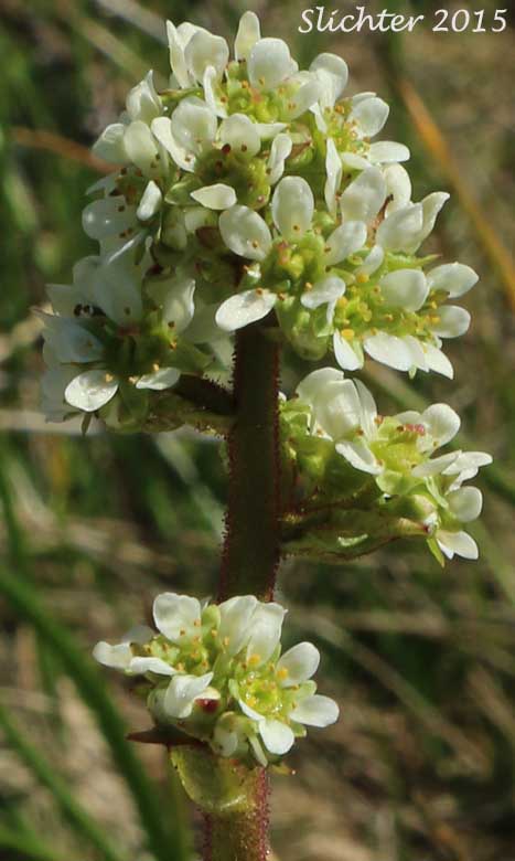 Inflorescence of Brittle-leaved Saxifrage, Fleshy-leaved Saxifrage, Peak Saxifrage, Swamp Saxifrage: Micranthes fragosa (Synonyms: Saxifraga claytoniifolia, Saxifraga fragosa, Saxifraga fragosa ssp. claytoniaefolia, Saxifraga fragosa ssp. claytoniifolia, Saxifraga fragosa var. fragosa, Saxifraga integrifolia var. claytoniaefolia, Saxifraga integrifolia var. claytoniifolia, Saxifraga nidifica, Saxifraga nidifica var. claytoniifolia)