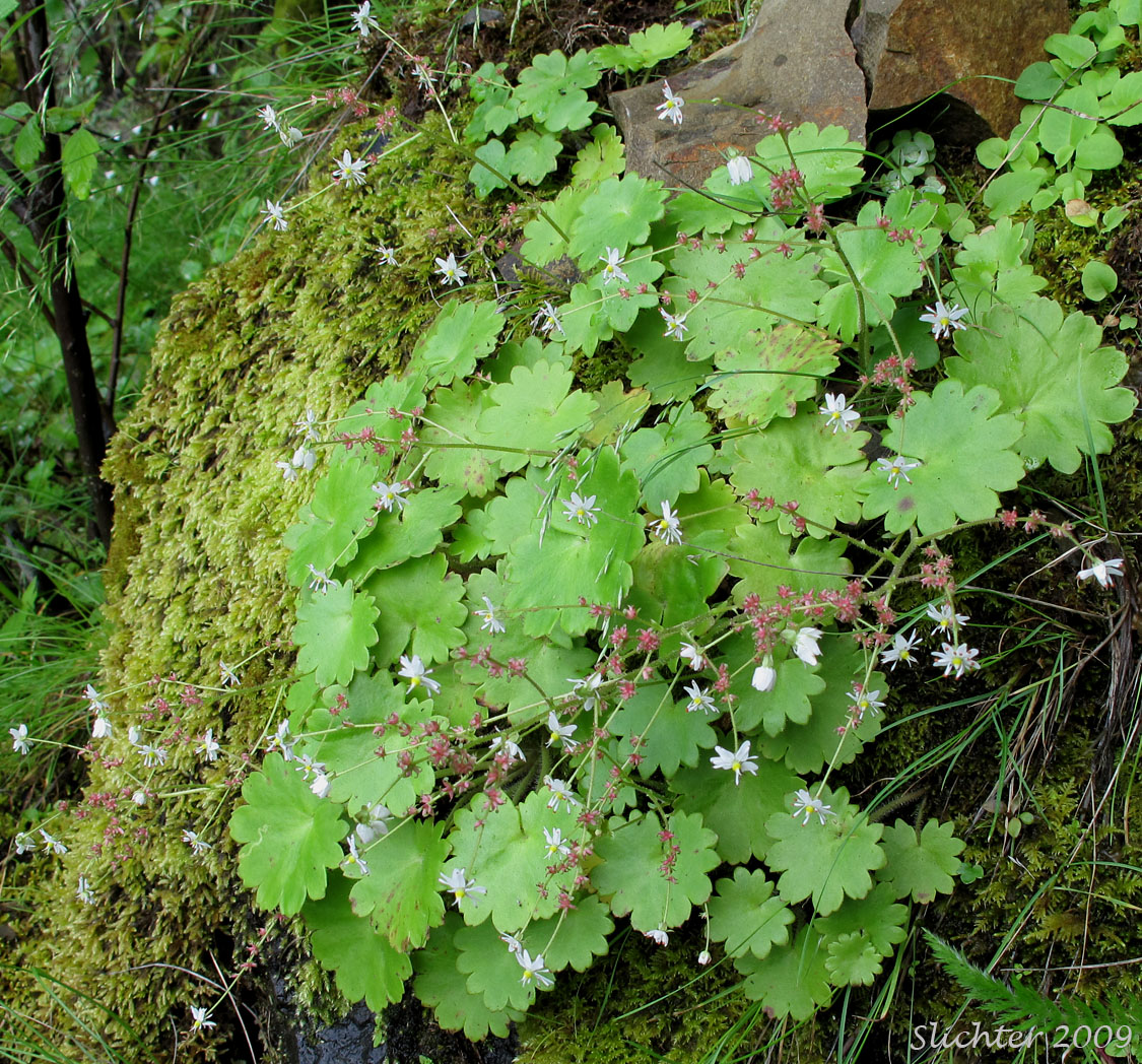 Merten's Saxifrage, Wood Saxifrage, Woodland Saxifrage: Saxifraga mertensiana (Synonym: Saxifraga mertensiana var. eastwoodiae)