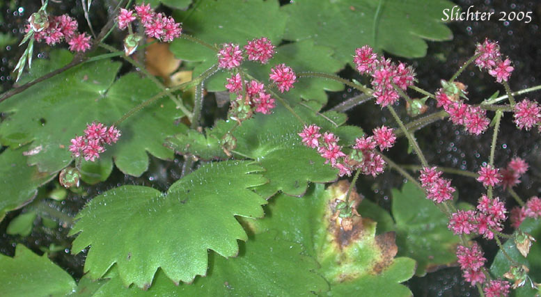 Bulbils of Merten's Saxifrage, Wood Saxifrage, Woodland Saxifrage: Saxifraga mertensiana (Synonym: Saxifraga mertensiana var. eastwoodiae)