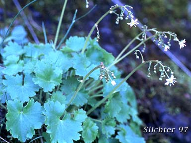 Merten's Saxifrage, Wood Saxifrage, Woodland Saxifrage: Saxifraga mertensiana (Synonym: Saxifraga mertensiana var. eastwoodiae)