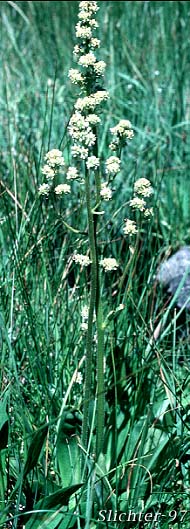 Bog Saxifrage, Oregon Saxifrage: Micranthes oregana (Synonyms: Micranthes arnoglossa, Micranthes brachypus, Saxifraga montanensis, Saxifraga oregana, Saxifraga oregana var. montanensis, Saxifraga oregana var. oregana, Saxifraga oregana var. sierrae)