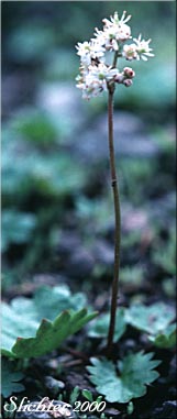 Dotted Saxifrage, Brook Saxifrage: Micranthes nelsoniana ssp. cascadensis (Synonyms: Saxifraga nelsoniana ssp. cascadensis, Saxifraga punctata, Saxifraga punctata var. cascadensis)