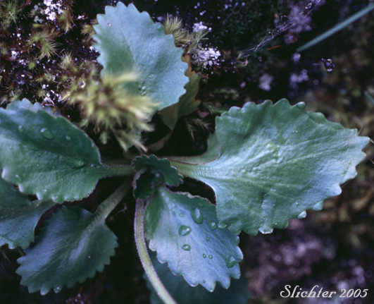 Basal leaves of Rusty-hair Saxifrage, Rusty-haired Saxifrage: Micranthes rufidula (Synonyms: Saxifraga aequidentata, Saxifraga klickitatensis, Saxifraga occidentalis ssp. rufidula, Saxifraga occidentalis var. aequidentata, Saxifraga occidentalis var. rufidula, Saxifraga rufidula)