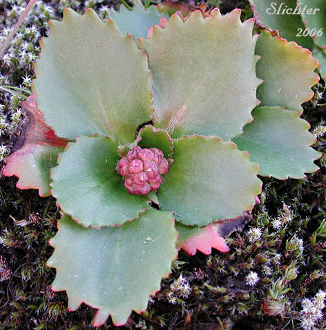Basal leaves of Rustyhair Saxifrage, Western Saxifrage: Micranthes rufidula (Synonyms: Saxifraga aequidentata, Saxifraga klickitatensis, Saxifraga occidentalis ssp. rufidula, Saxifraga occidentalis var. aequidentata, Saxifraga occidentalis var. rufidula, Saxifraga rufidula)