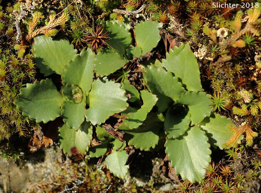 Basal leaf rosettes of Rustyhair Saxifrage, Western Saxifrage: Micranthes rufidula (Synonyms: Saxifraga aequidentata, Saxifraga klickitatensis, Saxifraga occidentalis ssp. rufidula, Saxifraga occidentalis var. aequidentata, Saxifraga occidentalis var. rufidula, Saxifraga rufidula)