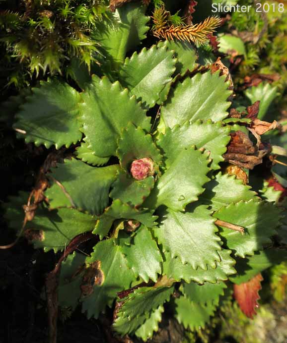 Rustyhair Saxifrage, Western Saxifrage: Micranthes rufidula (Synonyms: Saxifraga aequidentata, Saxifraga klickitatensis, Saxifraga occidentalis ssp. rufidula, Saxifraga occidentalis var. aequidentata, Saxifraga occidentalis var. rufidula, Saxifraga rufidula)