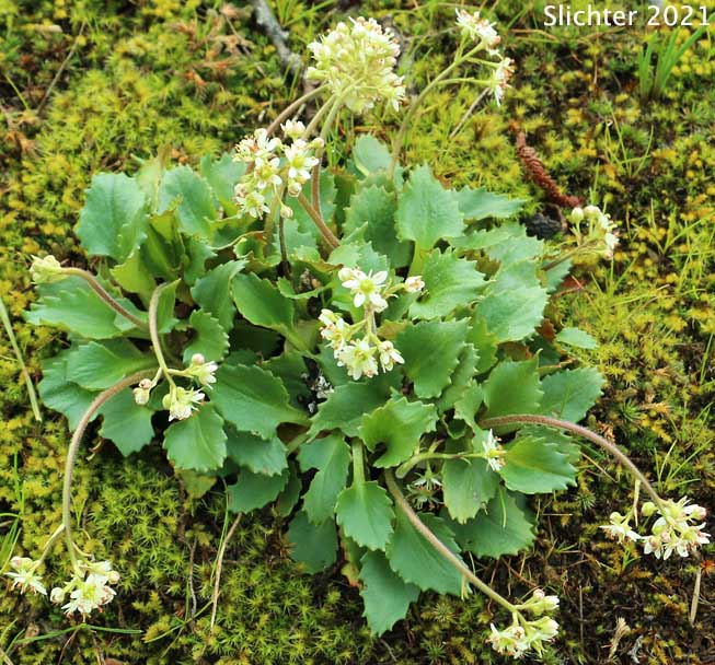Rustyhair Saxifrage, Western Saxifrage: Micranthes rufidula (Synonyms: Saxifraga aequidentata, Saxifraga klickitatensis, Saxifraga occidentalis ssp. rufidula, Saxifraga occidentalis var. aequidentata, Saxifraga occidentalis var. rufidula, Saxifraga rufidula)