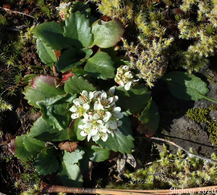 Rustyhair Saxifrage, Western Saxifrage: Micranthes rufidula (Synonyms: Saxifraga aequidentata, Saxifraga klickitatensis, Saxifraga occidentalis ssp. rufidula, Saxifraga occidentalis var. aequidentata, Saxifraga occidentalis var. rufidula, Saxifraga rufidula)