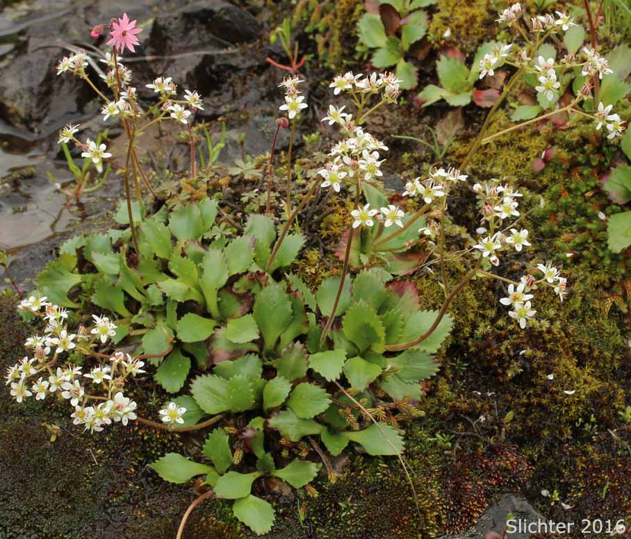 Rustyhair Saxifrage, Western Saxifrage: Micranthes rufidula (Synonyms: Saxifraga aequidentata, Saxifraga klickitatensis, Saxifraga occidentalis ssp. rufidula, Saxifraga occidentalis var. aequidentata, Saxifraga occidentalis var. rufidula, Saxifraga rufidula)