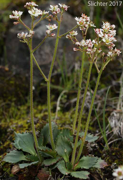 Rustyhair Saxifrage, Western Saxifrage: Micranthes rufidula (Synonyms: Saxifraga aequidentata, Saxifraga klickitatensis, Saxifraga occidentalis ssp. rufidula, Saxifraga occidentalis var. aequidentata, Saxifraga occidentalis var. rufidula, Saxifraga rufidula)