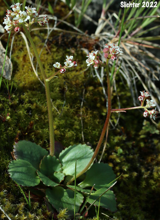 Rustyhair Saxifrage, Western Saxifrage: Micranthes rufidula (Synonyms: Saxifraga aequidentata, Saxifraga klickitatensis, Saxifraga occidentalis ssp. rufidula, Saxifraga occidentalis var. aequidentata, Saxifraga occidentalis var. rufidula, Saxifraga rufidula)
