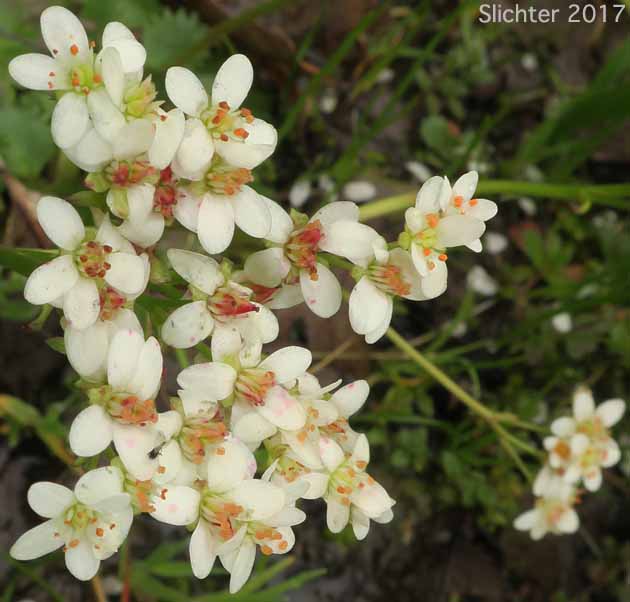 Inflorescence of Rustyhair Saxifrage, Western Saxifrage: Micranthes rufidula (Synonyms: Saxifraga aequidentata, Saxifraga klickitatensis, Saxifraga occidentalis ssp. rufidula, Saxifraga occidentalis var. aequidentata, Saxifraga occidentalis var. rufidula, Saxifraga rufidula)