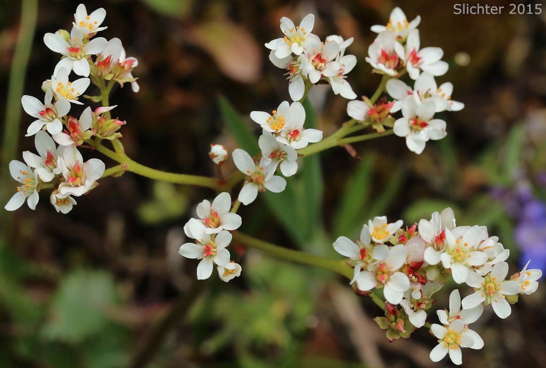 Inflorescence of Rustyhair Saxifrage, Western Saxifrage: Micranthes rufidula (Synonyms: Saxifraga aequidentata, Saxifraga klickitatensis, Saxifraga occidentalis ssp. rufidula, Saxifraga occidentalis var. aequidentata, Saxifraga occidentalis var. rufidula, Saxifraga rufidula)