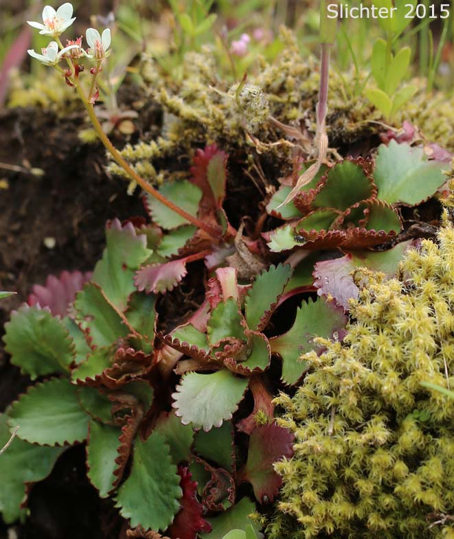 Rustyhair Saxifrage, Western Saxifrage: Micranthes rufidula (Synonyms: Saxifraga aequidentata, Saxifraga klickitatensis, Saxifraga occidentalis ssp. rufidula, Saxifraga occidentalis var. aequidentata, Saxifraga occidentalis var. rufidula, Saxifraga rufidula)