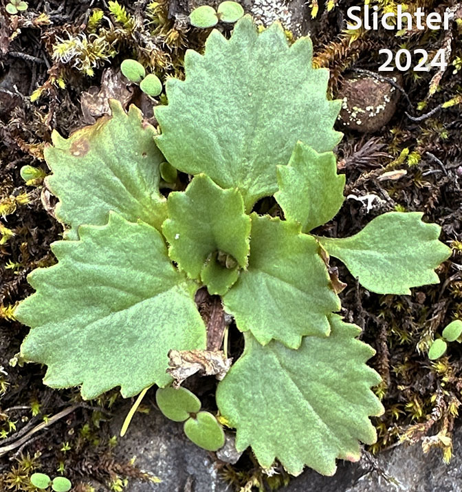 Basal leaves of Rustyhair Saxifrage, Western Saxifrage: Micranthes rufidula (Synonyms: Saxifraga aequidentata, Saxifraga klickitatensis, Saxifraga occidentalis ssp. rufidula, Saxifraga occidentalis var. aequidentata, Saxifraga occidentalis var. rufidula, Saxifraga rufidula)
