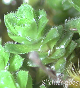 Fringed leaves of Matted Saxifrage, Spotted Saxifrage, Yellowdot Saxifrage: Saxifraga vespertina (Synonyms: Ciliaria vespertina, Saxifraga bronchialis ssp. vespertina, Saxifraga bronchialis var. vespertina)