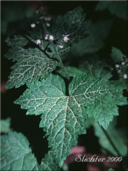 Coolwort, Foamflower, Foam Flower, One-leaf Foamflower: Tiarella trifoliata var. unifoliata (Synonyms: Tiarella trifoliata ssp. unifoliata, Tiarella unifoliata)